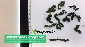 Japanese Sea Grapes - The Original Umibudo Green Caviar from Japan - Delicacy Seaweed - Dehydrated Lato Seaweed in Saltwater - Net weight: 3.5oz, makes 1 pound once soaked