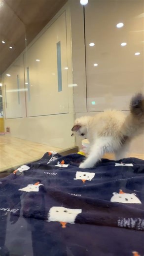Happy Cat Playing in a Pet Store | Cute and Fun Cat Moments #CatPlaying #PetStore