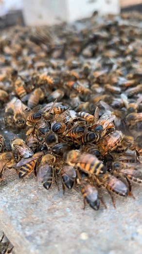 1.7K views · 49 reactions | Bee working #beekeeping #beekeeping #savethebees | WeBee | Facebook