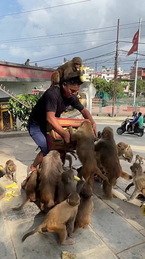 monkey having box of banana lunch #feedinganimal