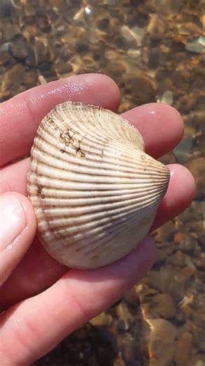 Pleistocene age bivalve fossil collected in North Texas!
