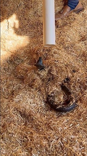 "Rescuing a Hidden Snake - Shocking Discovery!"‼️