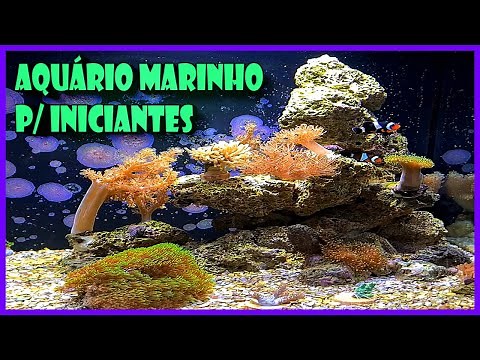 AQUÁRIO MARINHO PARA INICIANTES