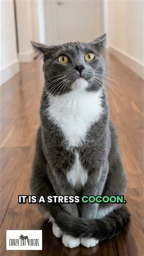 Your Cat Is Already Talking — Here's How To Read What They're Saying