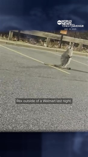 Wallaby Escapes Petting Zoo and Wanders New Jersey