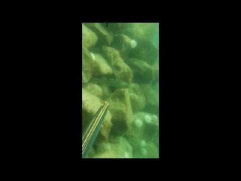 Spearfishing Atlantic cod in Norway #spearfishing #freediving #fishing #cod