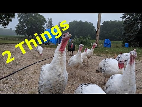 TURKEYS - 2 Things To Consider Before Raising Turkeys!
