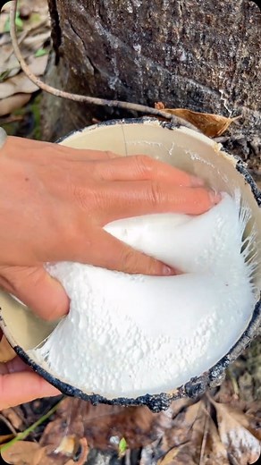 108K views · 1.5K reactions | Pure rubber tree extraction! - So Satisfying! 襤 Explore • Protect • Inspire  @inspirgreen Credits: 杨连 #RubberExtraction #SatisfyingVideos #RubberTree #OddlySatisfying #NatureLovers #ASMRVideos #Nature #inspirgreen #NaturalRubber #ExploreNature #SatisfyingProcess #EarthFocus #PlanetEarth #SustainableHarvest #EcoFriendly #incrediblenature | Inspirgreen | Facebook
