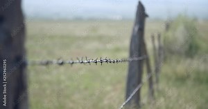 Primitive barbed wire ranch fence with wood posts on prairie