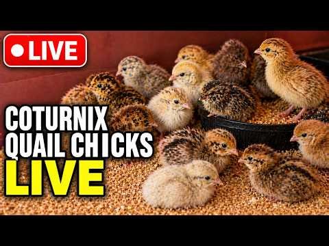 2-Day-Old Coturnix Quail Chick Care LIVE: Brooder Setup, Feeding, Heat & Color Variations
