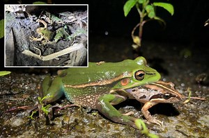 Female frogs may eat male suitors after mating call in act of ‘sexual cannibalism,’ new theory suggests