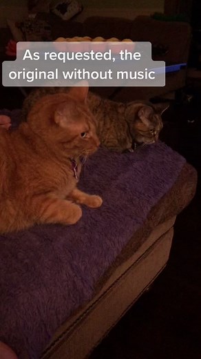 Funny Cat Sneezing Compilation