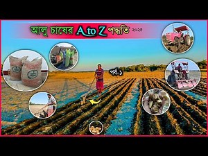 আলু চাষে ফলন হবে দ্বিগুণ | আলু চাষ পদ্ধতি | Alu chas | আলু চাষ |