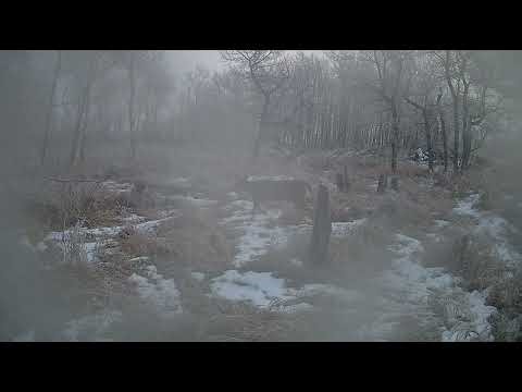 Hunting Season Is Over | Winter Deer, Coyotes & Fox on Alberta Trail Cam