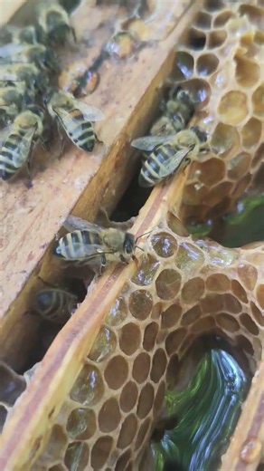 🐝 #bienen #bees