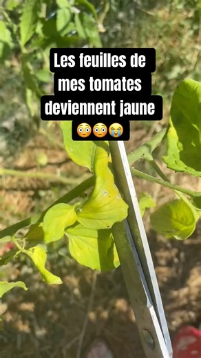Les feuilles de mes tomates deviennent jaune. Maladie ? #tomates #feuilles #mildiou