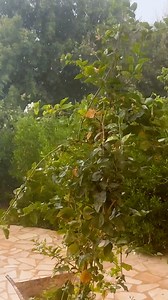 18K views · 290 reactions | Geoff returns to the Greening The Desert Project, Jordan just in time for the rain ️ In Jordan, a land known as one of the driest on Earth, witnessing rain quenching the earth's thirst is a beautiful experience. #permaculture #discoverpermaculture #greeningthedesert #rain #desertrain #jordan | Discover Permaculture with Geoff Lawton | Facebook