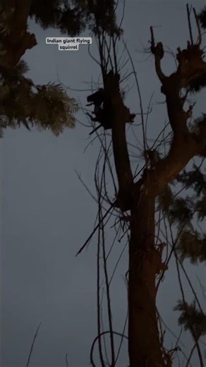 Indian giant flying squirrel