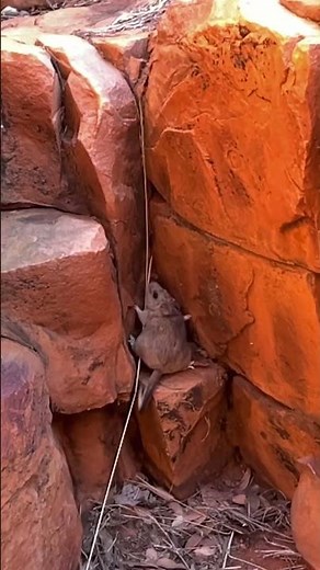 Central Rock-rat at Newhaven Wildlife Sanctuary