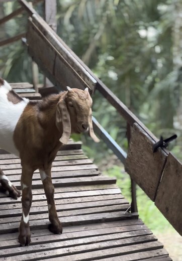 Exciting Goat Training Techniques for Beginners