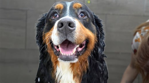 Huge Furnado Transformation on This ADORABLE Bernese Mountain Dog 😍 | Girl With The Dogs