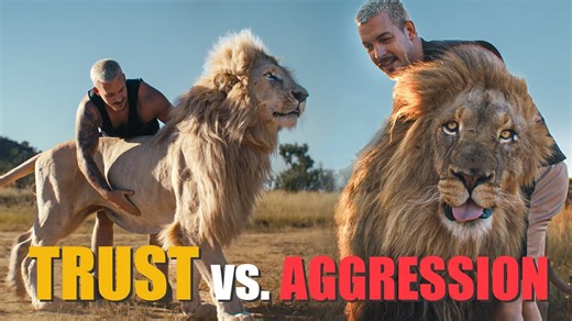 Lion reunion turns wild – watch their reactions!