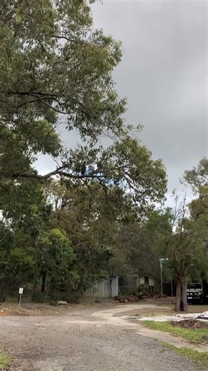 20 reactions | Guinea fowl might seem like krazy chickens playing a hyperactive game of chasey at times, the way they randomly chase each other. I’ve watched them tag team fight a large snake before. They’re also clever enough to roost a lot higher than thiis to sleep safely out of reach of predators at night. | Kaarak'n Krazies | Facebook