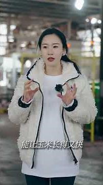 How to beat the foliar fertilizer of corn#Tik Tok helps farmers.#High-yield planting techn