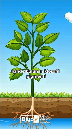 Fotosentez süreci 🌿 #biyoloji #fotosentez #yaprak #bitki