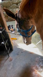 400K views · 8.3K reactions | Olivia’s newest addition to the mule...