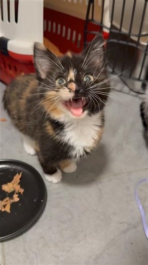 The cutest little chirps 🥹 visit Java Whiskers Cat Café London - link in bio!