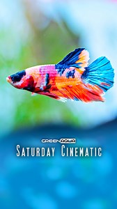 Betta Fish=Therapy 🥰 | Saturday Cinematic by Green Aqua #greenaqua #aquascaping #aquascape #plantedtank #plantedaquarium #aquaticplants #amazingnature #inspiration #passion #aquariumplants #aquariumsdaily #interiordesign #aquadesignamano #adahungary #instagood #aquarium #aquariumphotography #aquariumsofinstagram #aquariumlife #aquariums #aquariumhobby #natureaquarium #freshwateraquarium #aquariumfish #aquariumgallery | Green Aqua