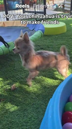 Doggie is socially awkward 🤣🐶#chihuahua #poodle #funnyreel #cutepuppy #funnydogs