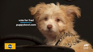 Fred is Team Fluff’s very own fluffball 🐕 Cheer for Fred in #PuppyBowl on Animal Planet Feb 11 and vote for your favorite pup in the Pupularity Playoffs NOW at PuppyBowl.com/Vote | Puppy Bowl