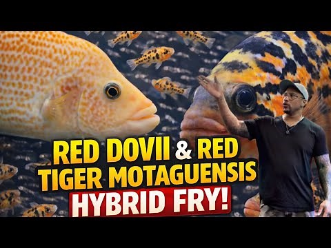INSANE Growth Update on My Red Dovii × Red Tiger Motaguensis Fry! Rare Hybrid Explosion!