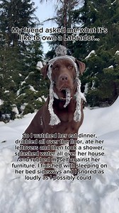 Not to mention Labradors are extra large lap dogs, who follow you to the toilet and wish they lived in the sea 🐶 #labrador #dog #dogsofinstagram #dogs #staycation #labradorpuppy #adventuredog #adventure #airbnb #viral #viralvideos #fyp #dogreel #dogreels #dogoftheday #dogsofinstagram #funnydog #funny #happy #lab #labradorretriever #labradoroftheday #labradorable #labradorlove #doglover #doggo #doggos | Hector the choco labo