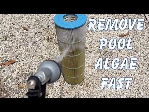 How to get rid of algae in your pool