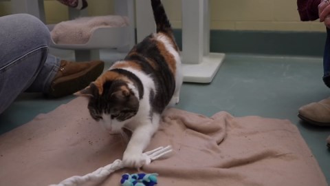 Tails to Adoption: Meet Katie, the drooling kitty