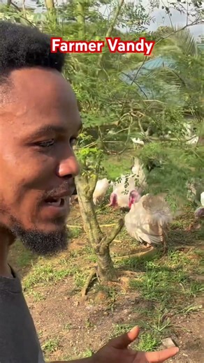 Turkey Farming With Farmer Vandy #turkey #turkeyfarming