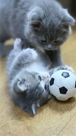 CAT PLAYING WITH SOCCER BALL #viralshort #cat #mrbeast #soccer