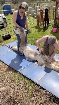 Full process of shearing an alpaca with master alpaca shearers from Ebel Shearing Services.