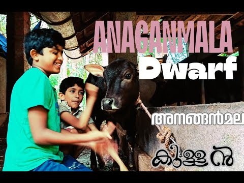 ANAGANMALA DWARF#cow
