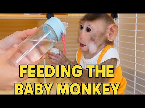 Baby Monkey's Funny Day Out! 🍌🥤 | Cute Monkey Cartoon 2025