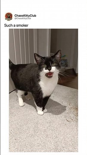 This Cat has been smoking for Decade!