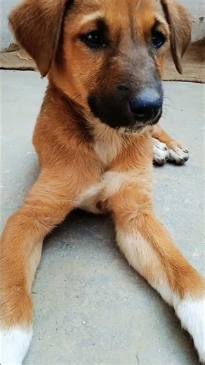 #short#video cute small dog #lovelydogs z8k #short#video mujhe to kitte pasand hai 🐕🐕🥰🥰❤️❤️