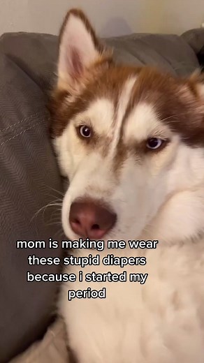 honeythehusky_ on TikTok
