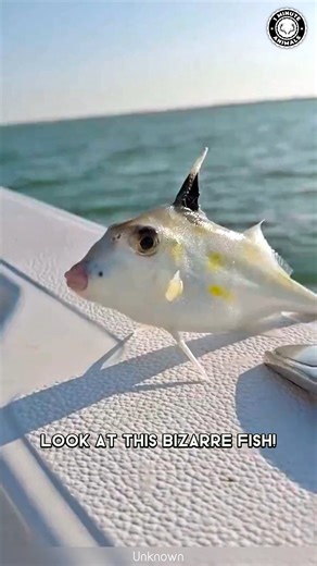 87K views · 3.9K reactions | Tripod Fish  The Fish That STANDS On Legs! | 1 Minute Animals Deep down in the ocean, there’s a fish that doesn’t just swim — it stands on the seafloor using its long, thin fins. Ever heard of a fish that can "walk"? #tripodfish #fish #fishlover #oceanlife #fishlife | 1 Minute Animals | Facebook