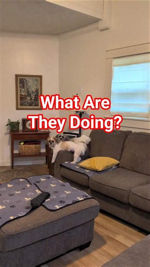 Up To Something! #cutedogs #shichon #shihtzu