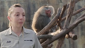 623K views · 1.2K reactions | En la exhibición de primates se genera un conflicto entre los machos de la manda por la novia de uno de ellos. Por otro lado, comienzan a preparar a lechuzas que serán liberadas 黎 #ElZoológicoDeSanDiego | Animal Planet Latinoamérica | Facebook