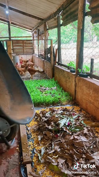 Plantando Milho Hidropônico: Passo a Passo para uma Colheita Saudável